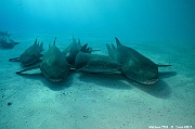 Nebrius ferrugineus Requin nourrisse-Maldives Alimatha house-12m-20240426nuit-da-DSC_7248_tn